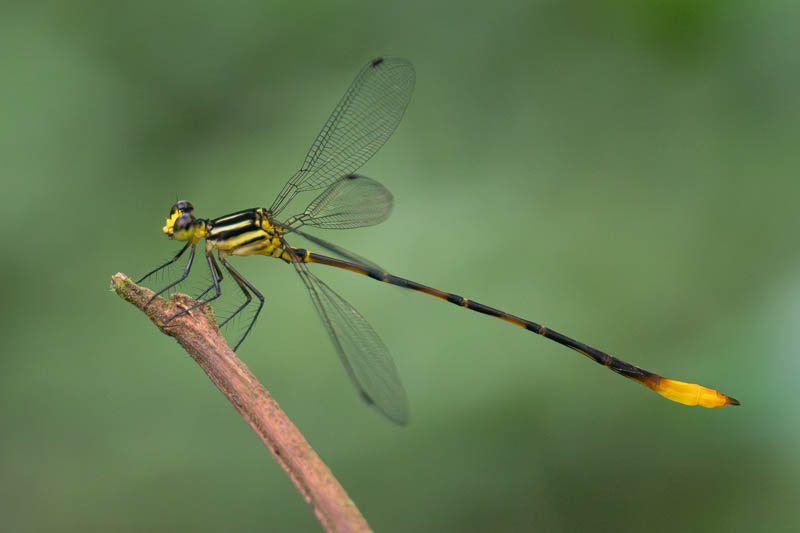 Heteragrion majus (Mountain Flatwing) male.jpg